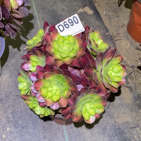 韶华多肉植物法师不包损