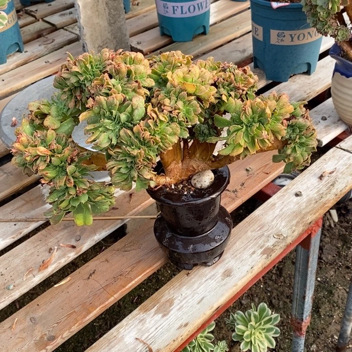 小叶香炉盘不带盆脱土裸根发货
