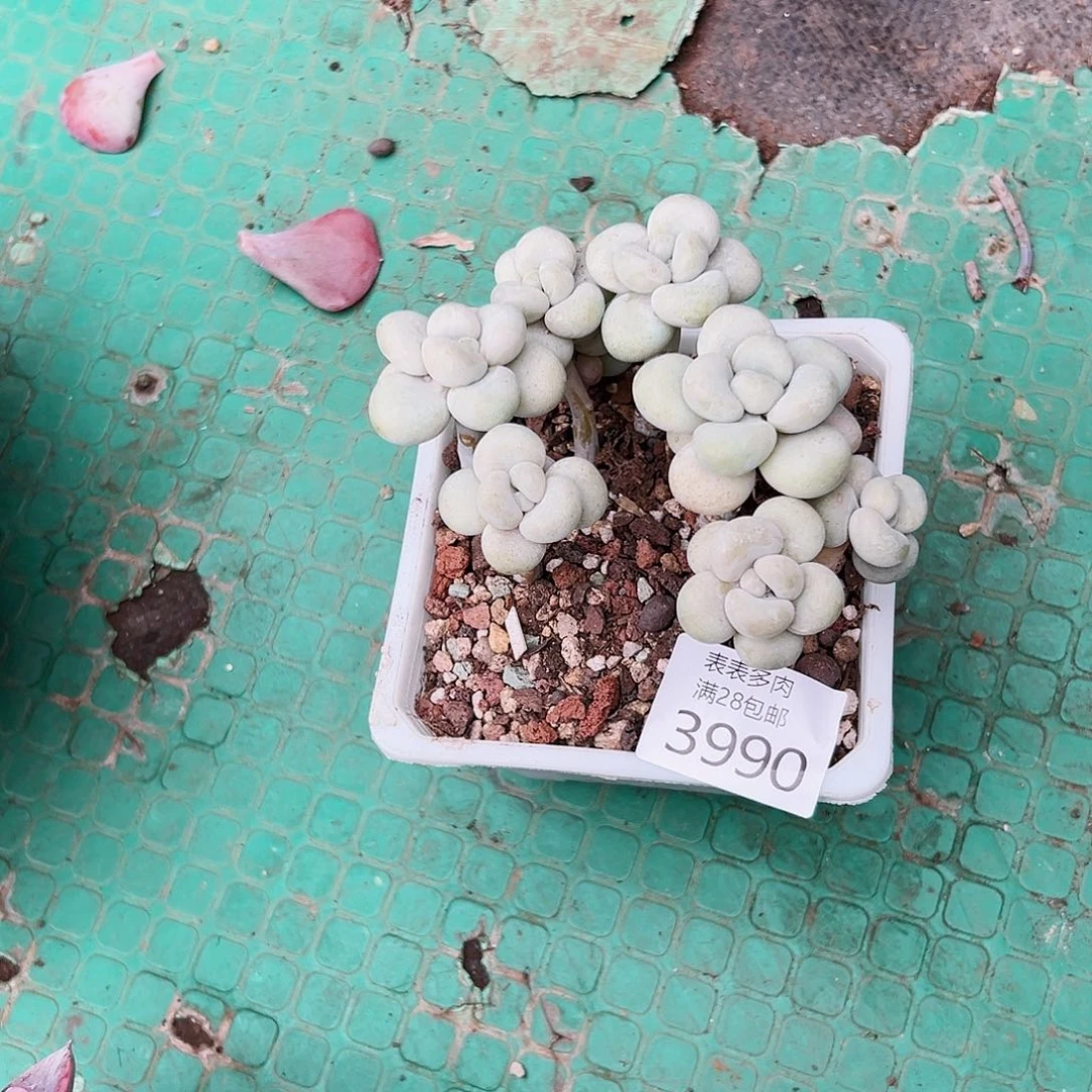 9号我们的确是3990