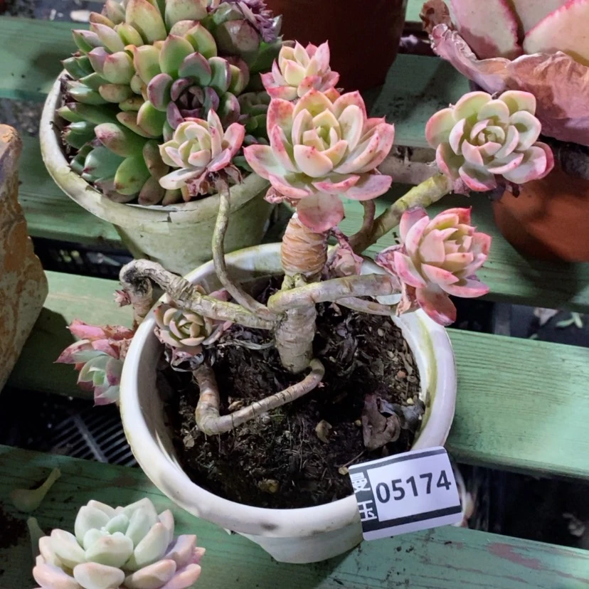 【闪购商品】戈多肉丝绸处理05174