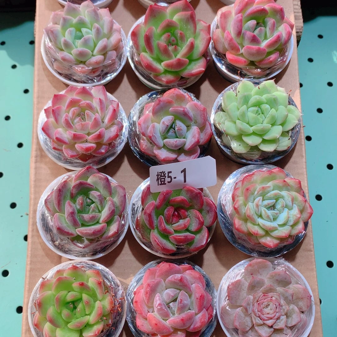 5-1一物一拍多肉带盆18颗