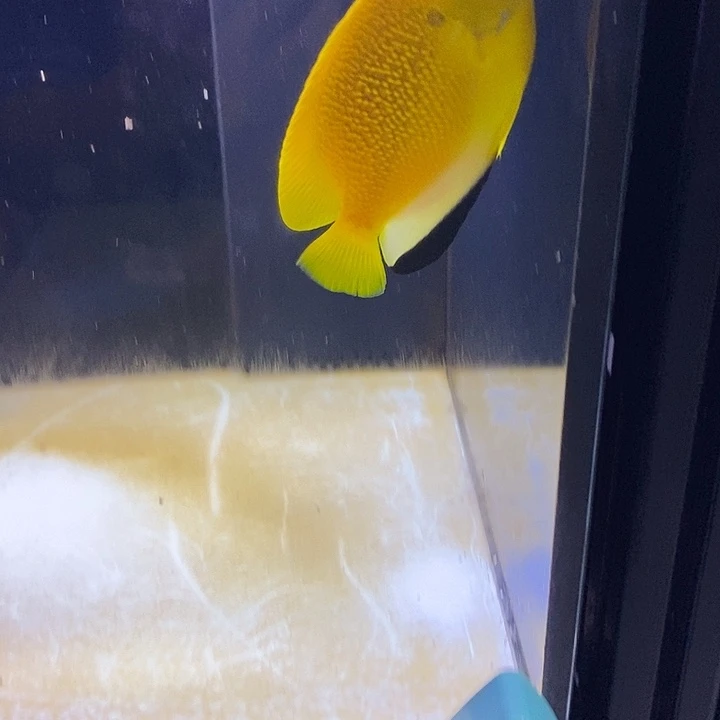 海水鱼海水观赏鱼黄新娘12-13
