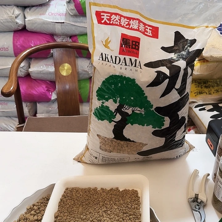 无花朵黑田赤玉土进口