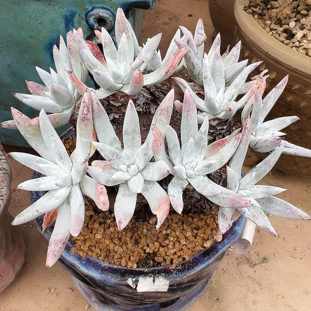 7729流丹杂交仙女杯