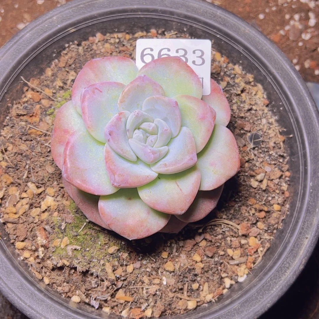 冰玉6633石化多肉植物