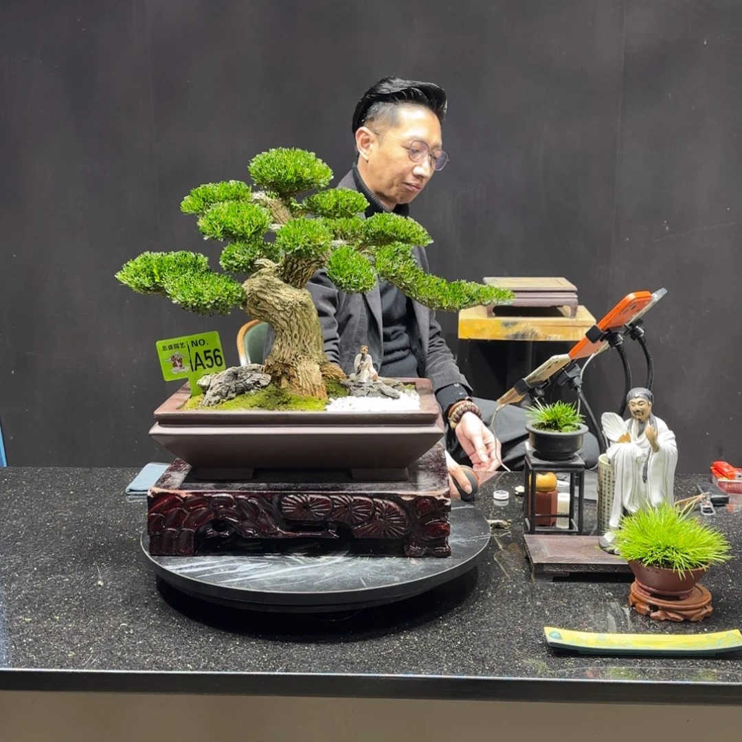 P***板无花朵黄杨室内室外盆景艺术