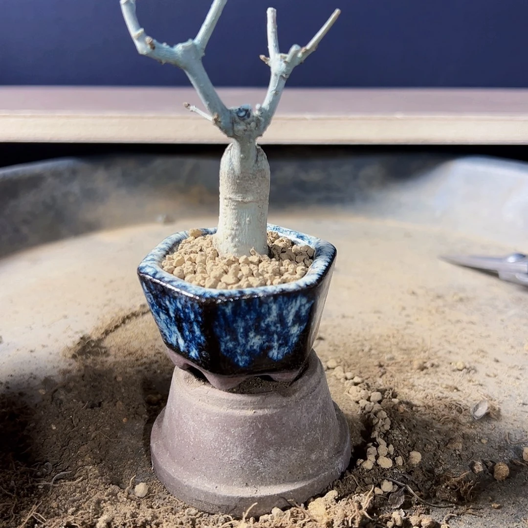 盆景盆景111111111