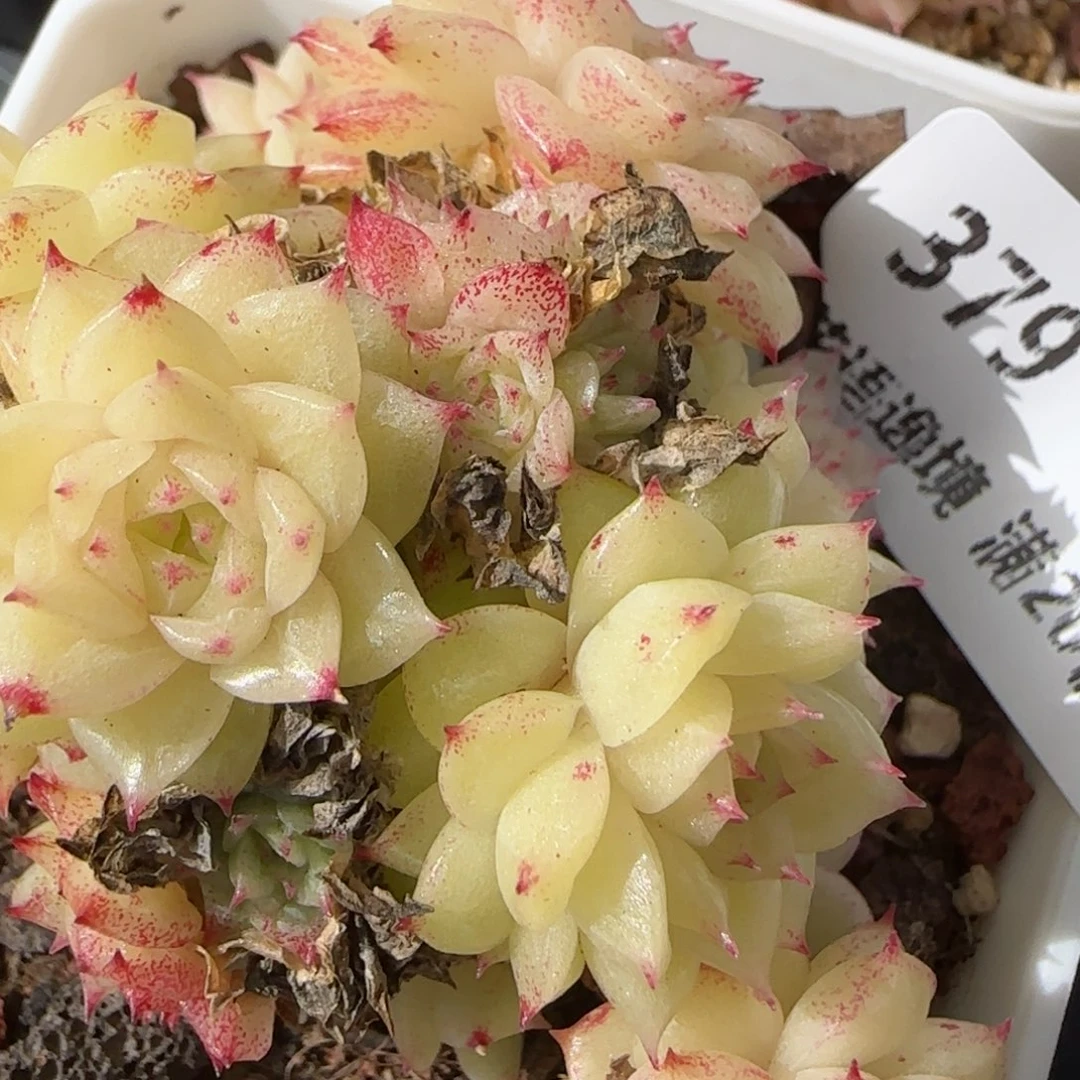 花语逸镜0131-379散