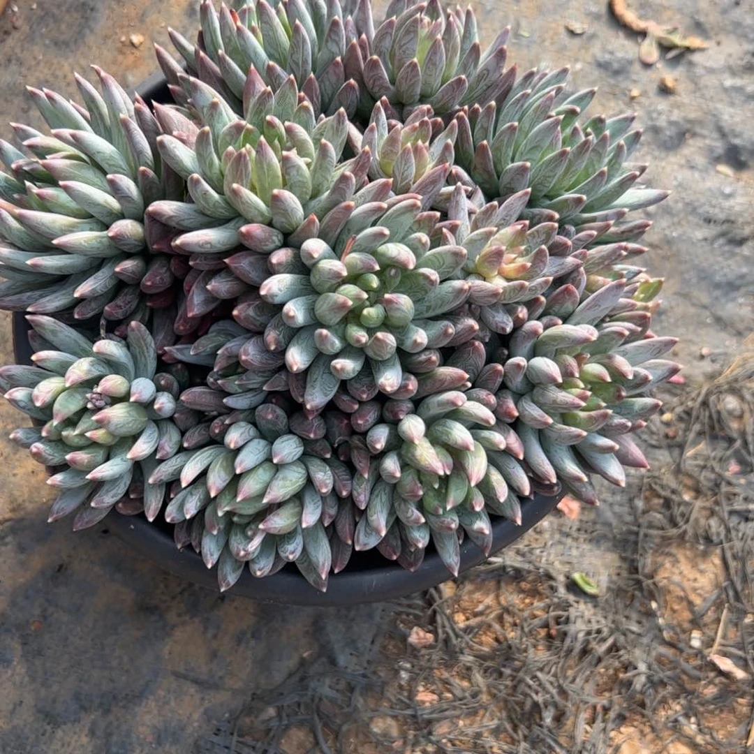 糯*.多肉植物多肉植物