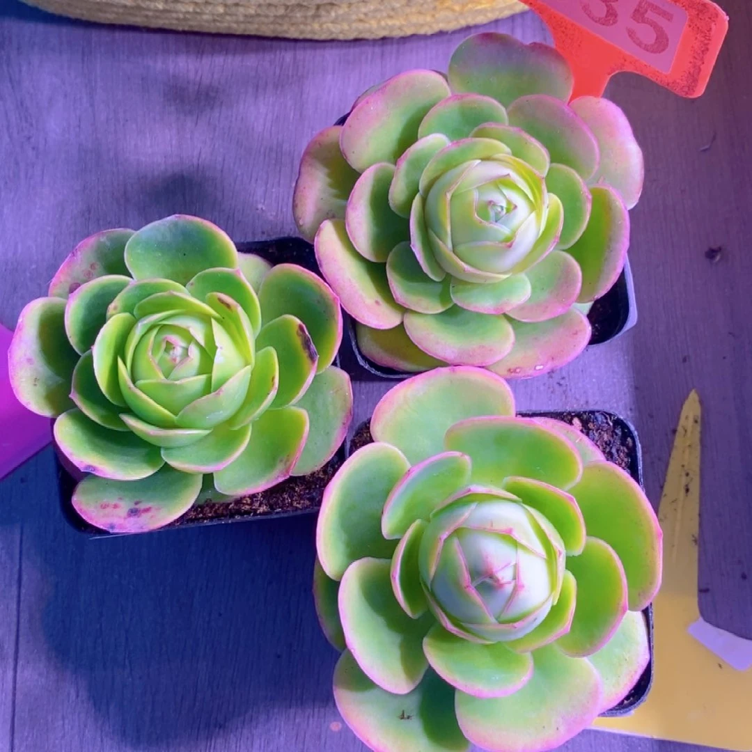 山地玫瑰下播福利一物一拍335凤栖