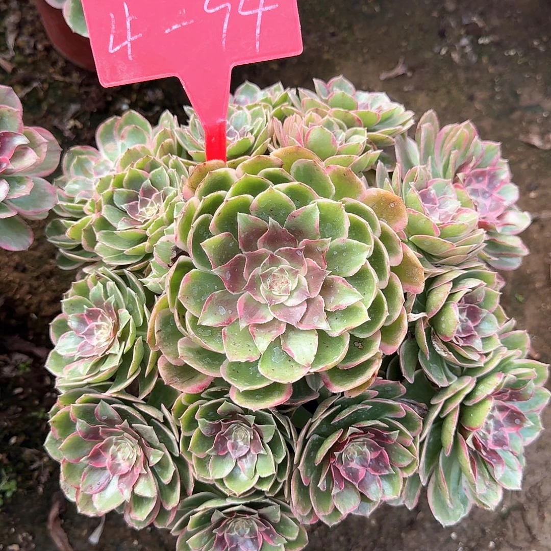 4-94粉花妖多肉法师铭文