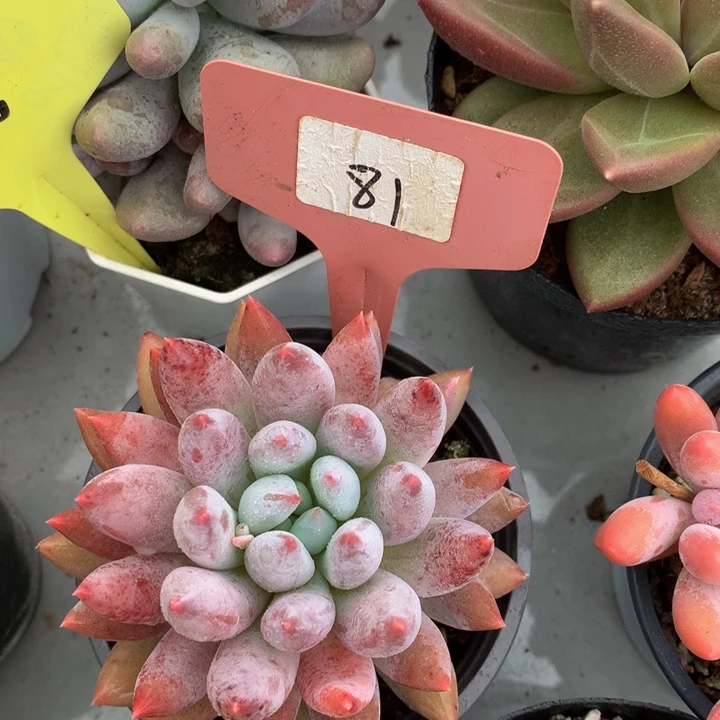 多日子和欧72737373773