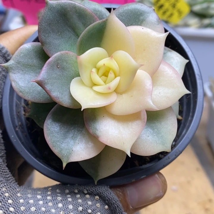 028贝加尔湖锦锦锦锦锦锦锦