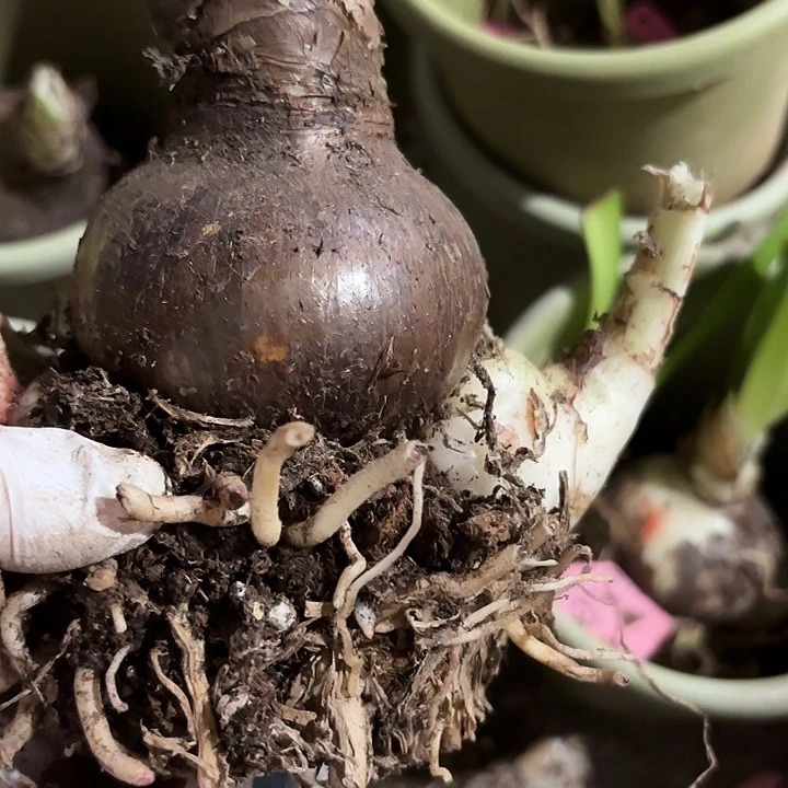 米***月无花朵朱顶红盲盒7+2侧