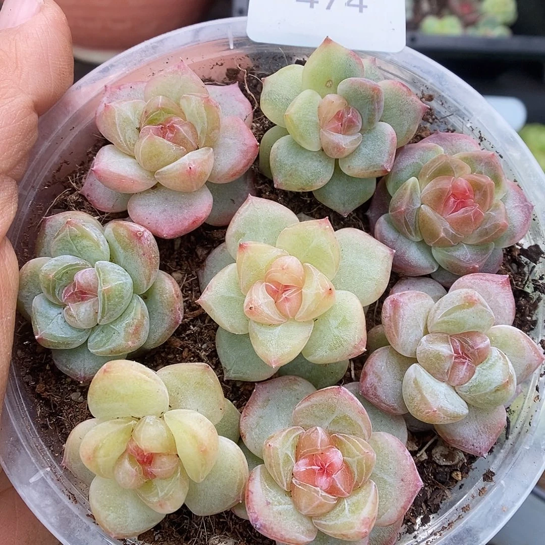 一物一拍一物一拍926-472