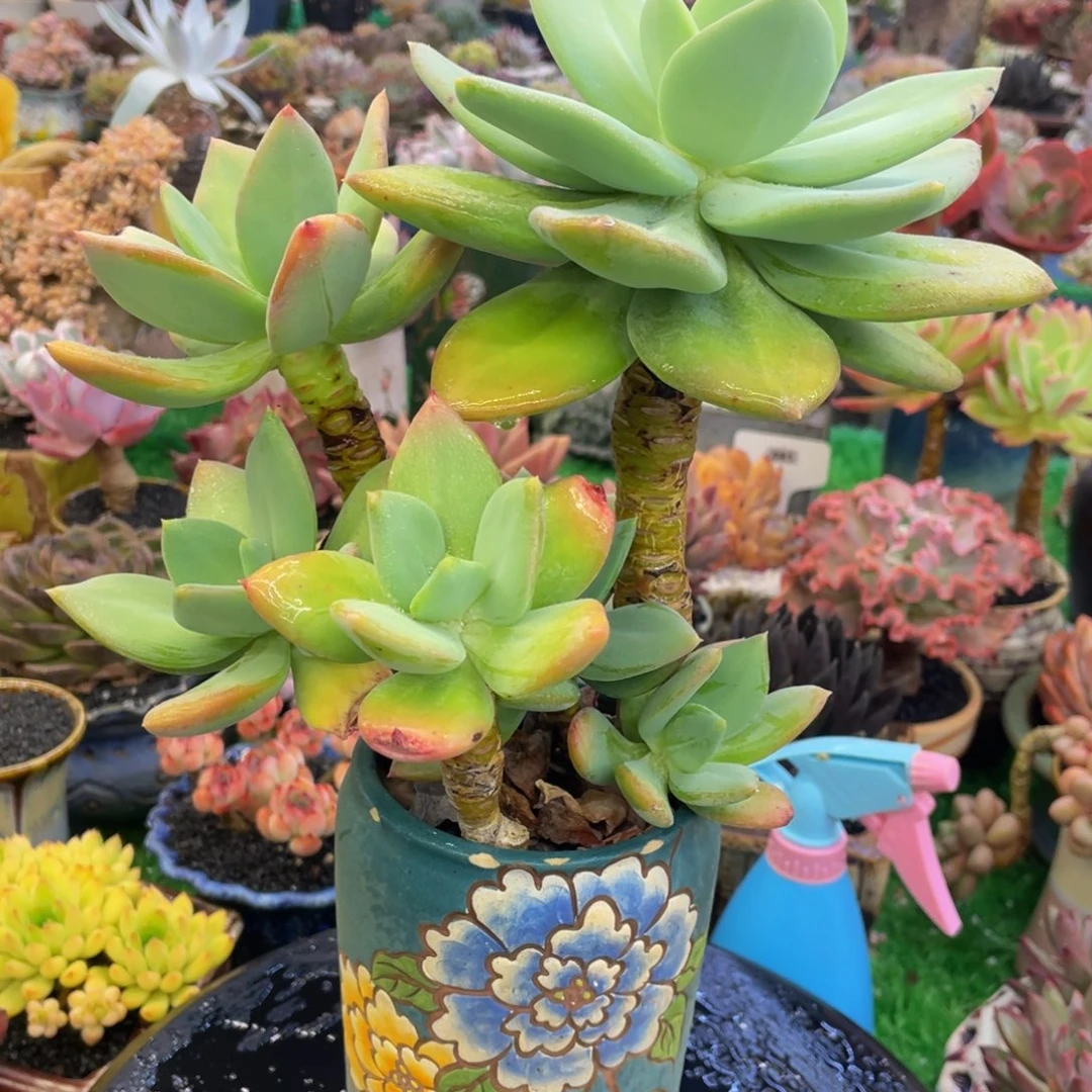多肉植物盆栽多肉