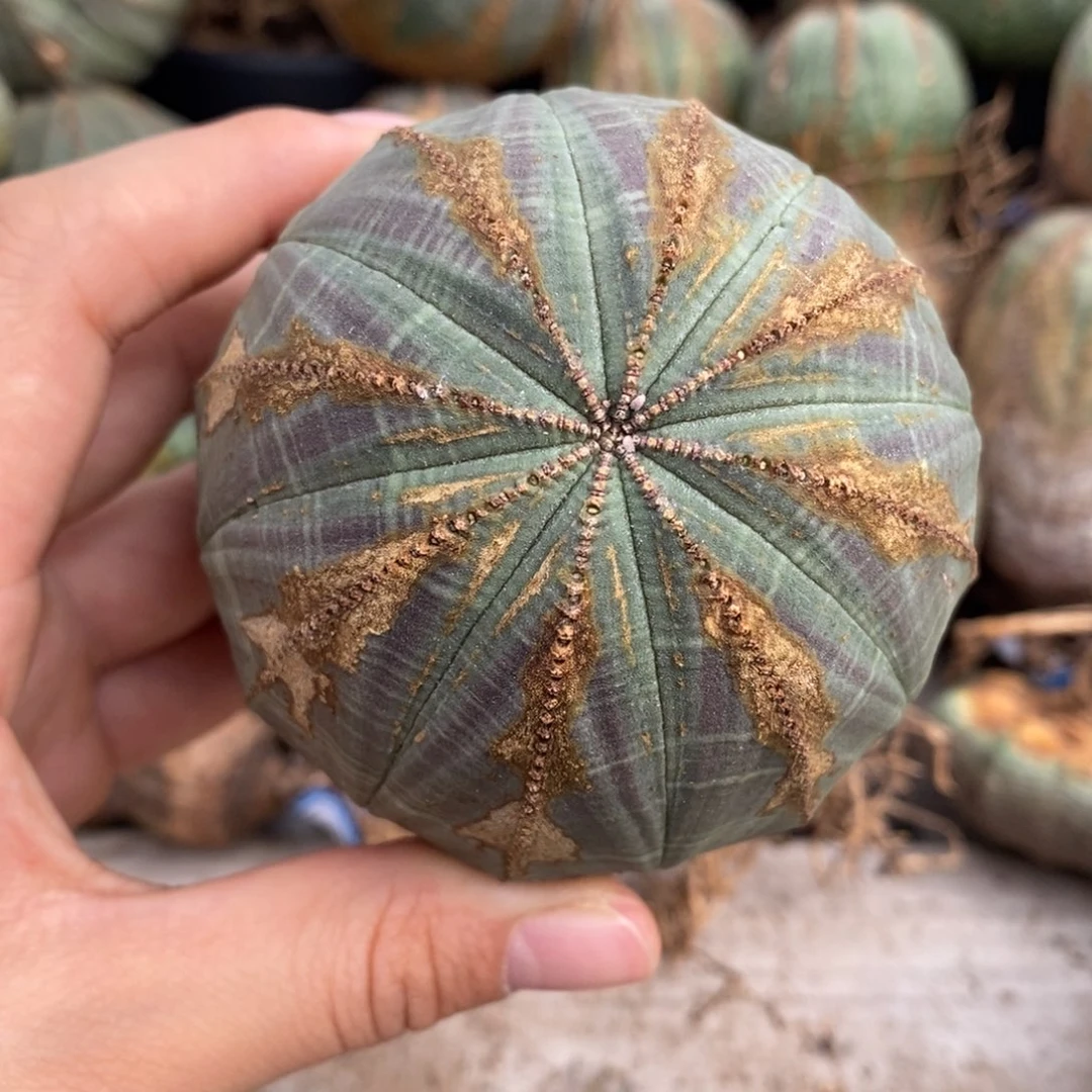 39欧系实生布纹球