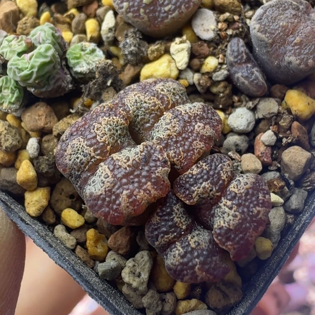 56号四头超蝶一物一拍