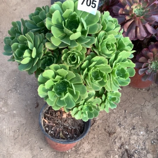 705法师多肉植物绿杨蓉