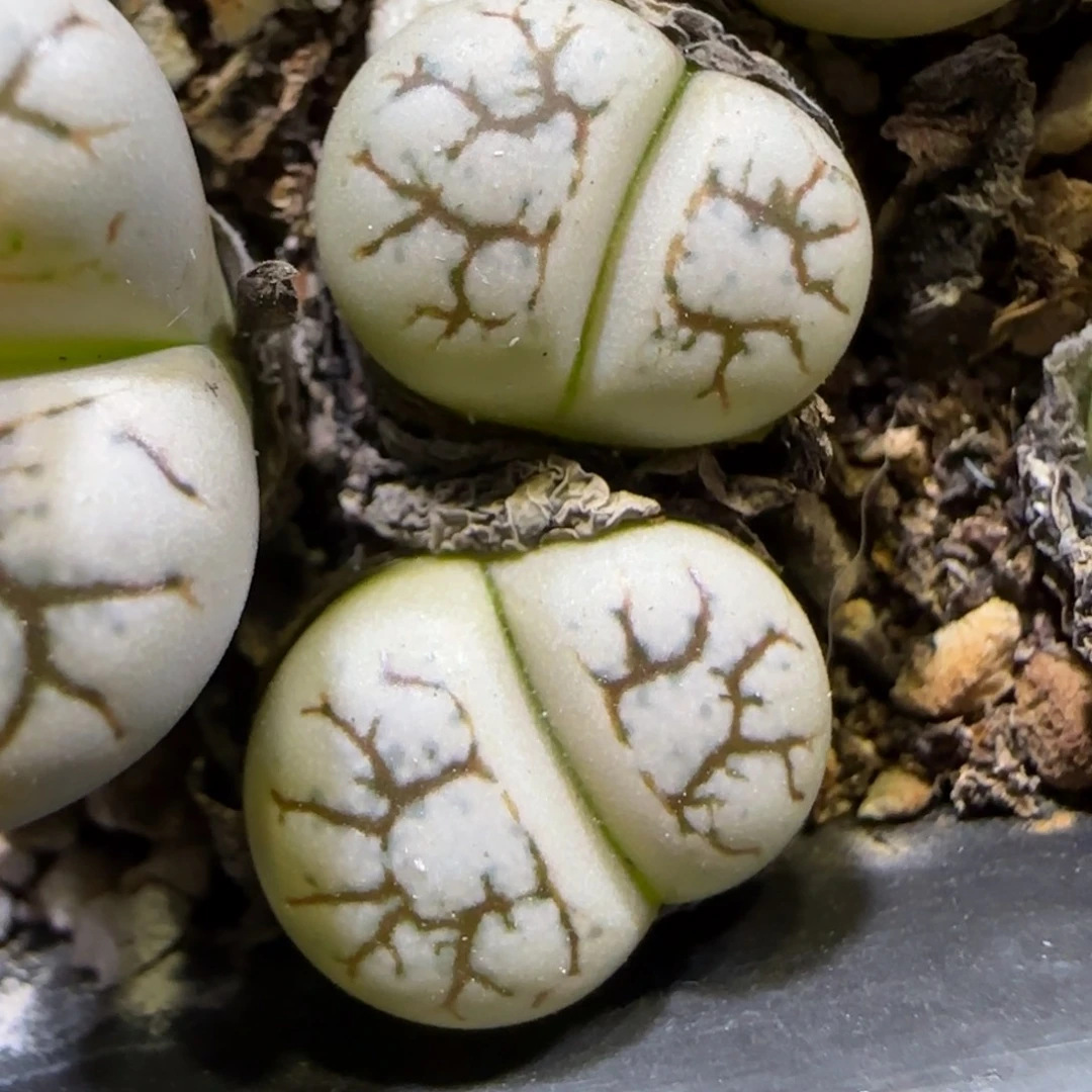 7.20。。。云映。。。2008