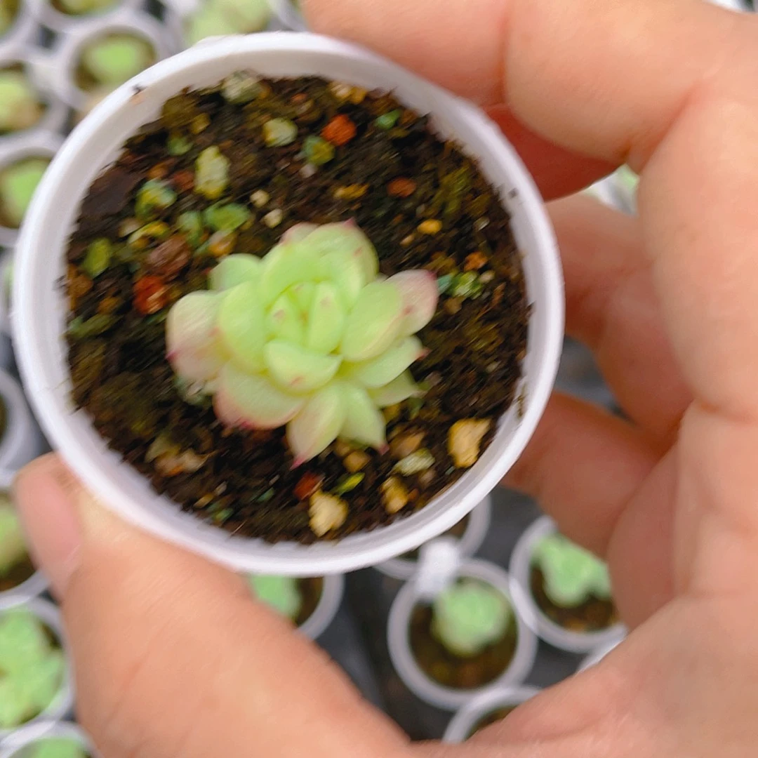 G****y三头玉玲珑盆一个满25包邮