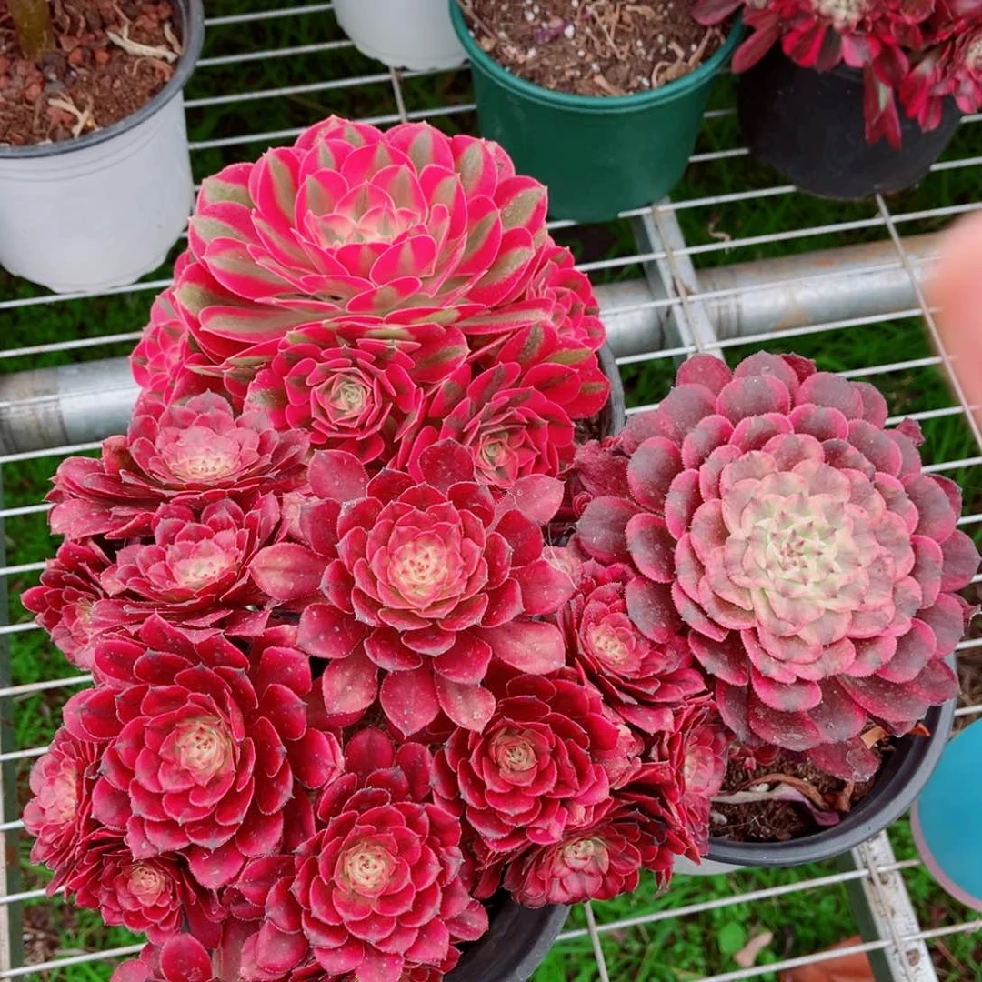 七彩石+老桩月婵（送一颗不限品种）