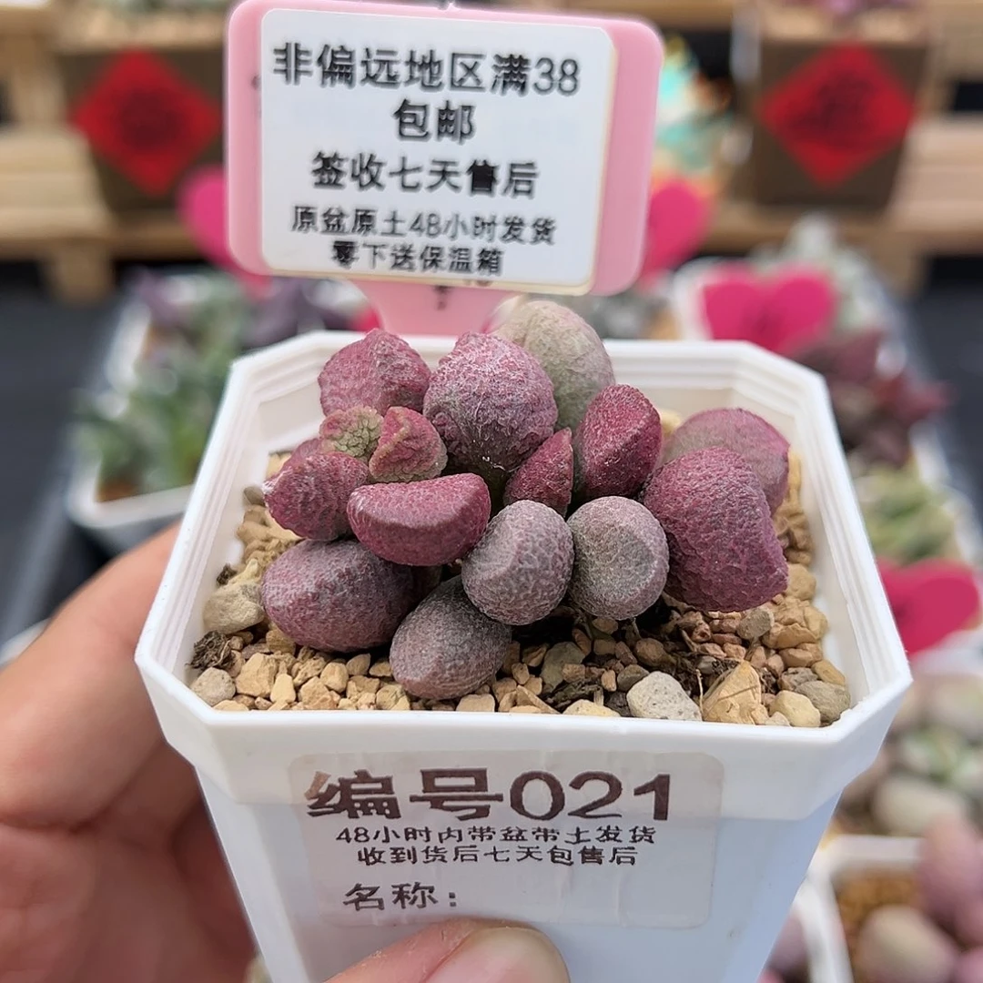 021夏娃水泡多肉植物