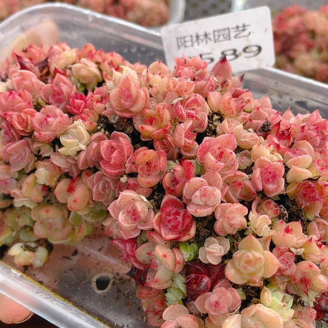 多肉植物多肉植物589