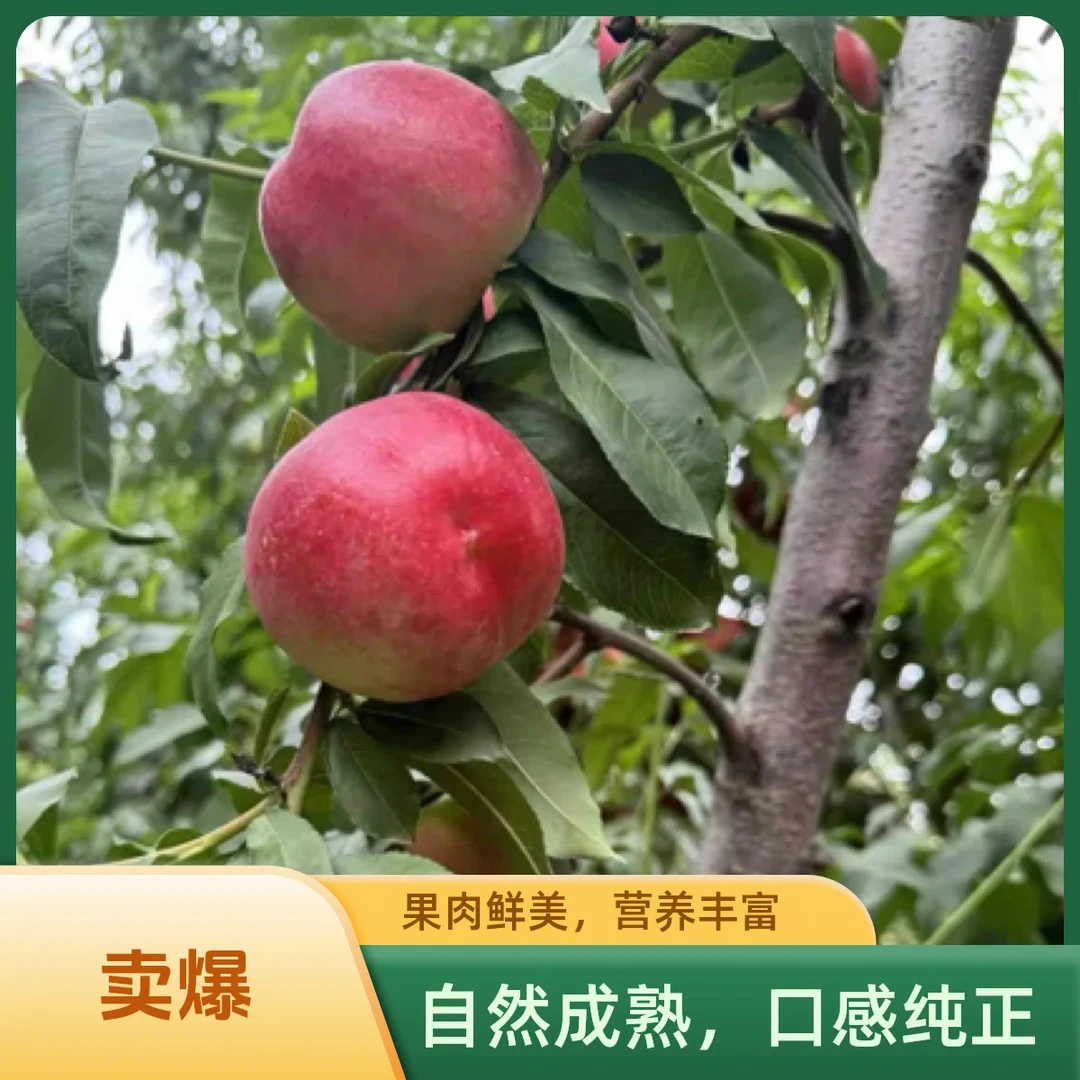 应季新鲜白肉油桃脆甜黄金可口清爽多汁网红水果网红新鲜水果