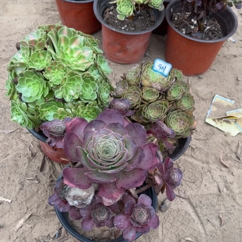 901多肉植物组合，