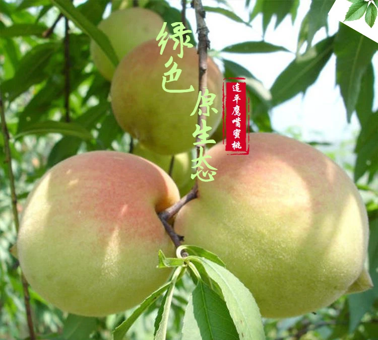 【 大果】正宗广东连平上坪鹰嘴蜜桃新鲜现摘当季水果