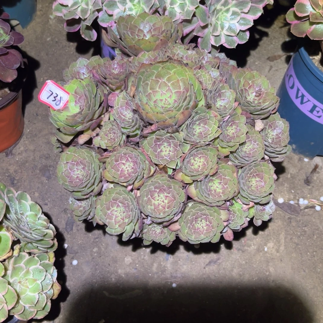 738多肉植物红魔法师
