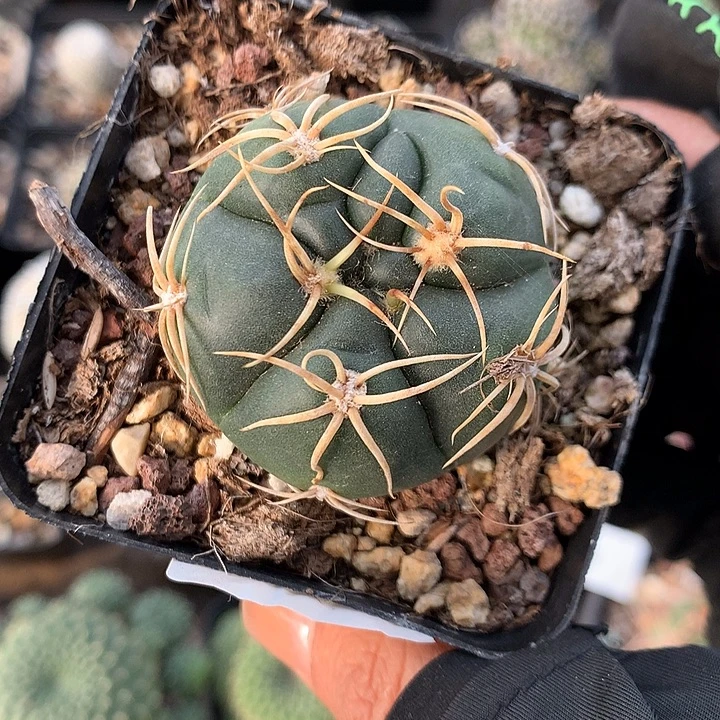 20 实生高木海王4.2厘米