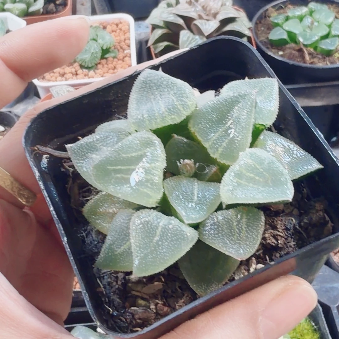 繁***点十二卷翠贝福利福利