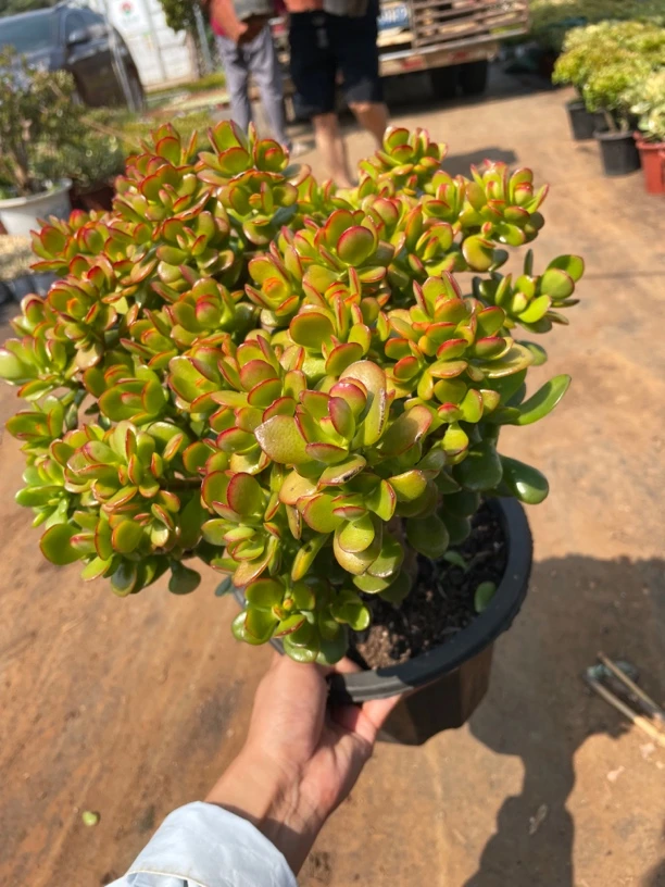 多肉老桩摇钱树姬红花月玉树多肉老桩摇钱树玉树阳台新手室内室外