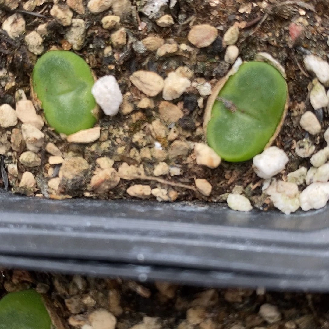 水晶鞋一颗水晶鞋