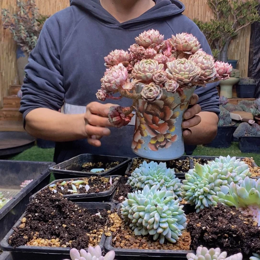 独***®303号苯巴老桩