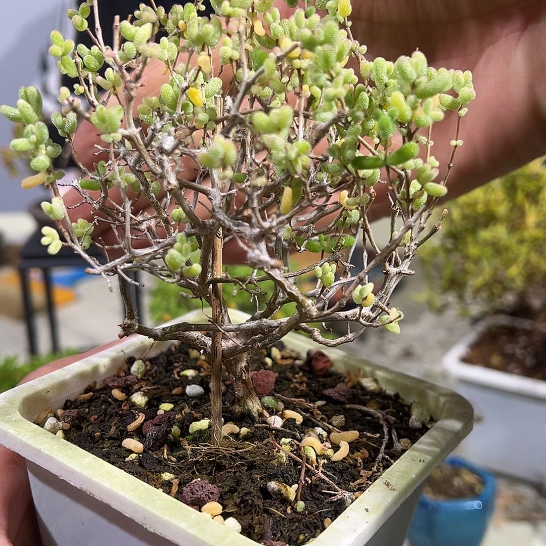 糖球白虎斑锦10白方老桩