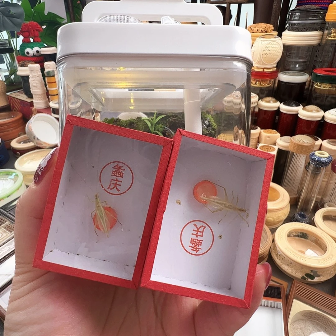 哈哈哈生态箱带竹铃两个