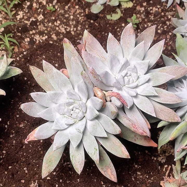 1810墨西哥杂交多肉