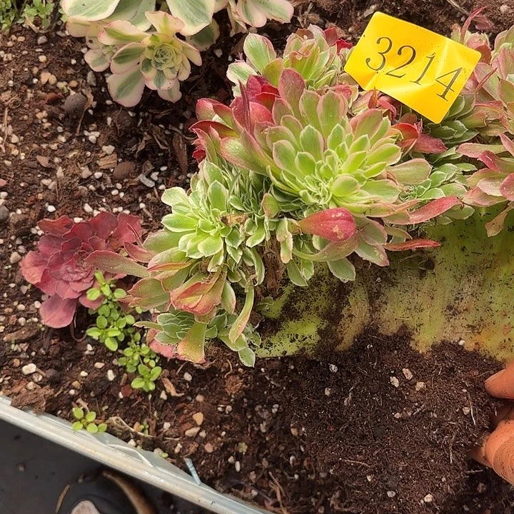 多肉植物福3214福利