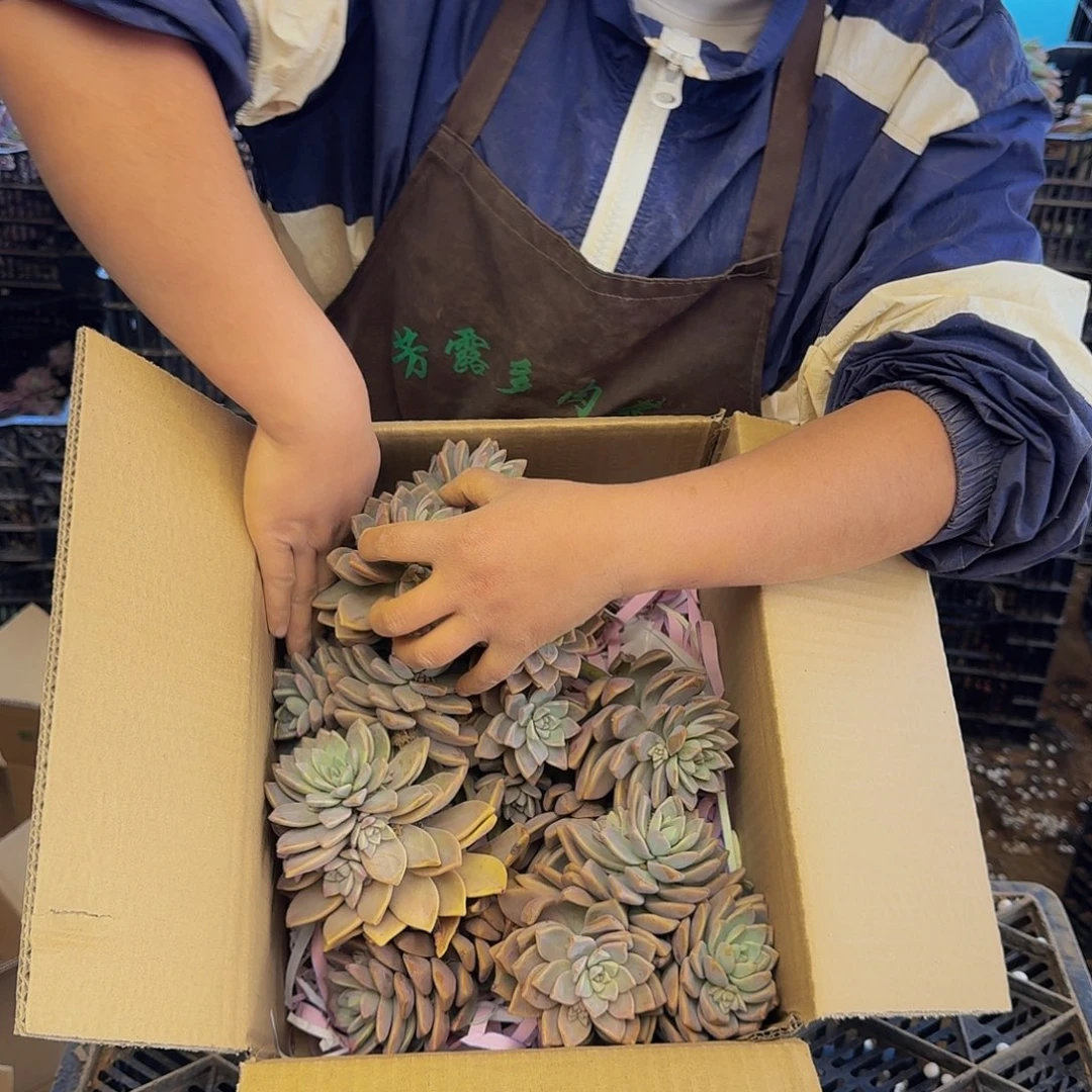 淡雪 一颗 不包损 不售后