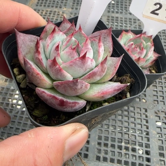 197惊鸿一物一拍多肉