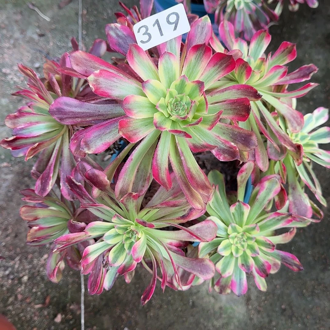 多肉植物法师2年波斯尾货不售后319