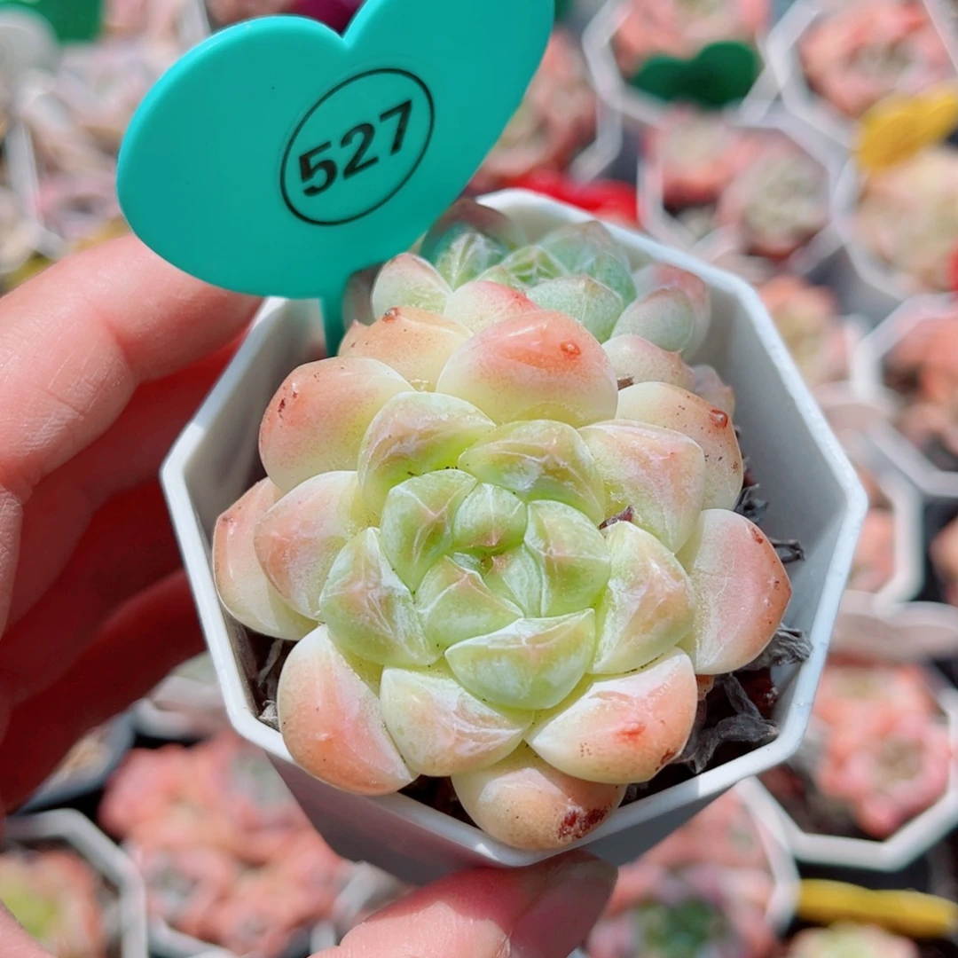 527号老桩糖心双头
