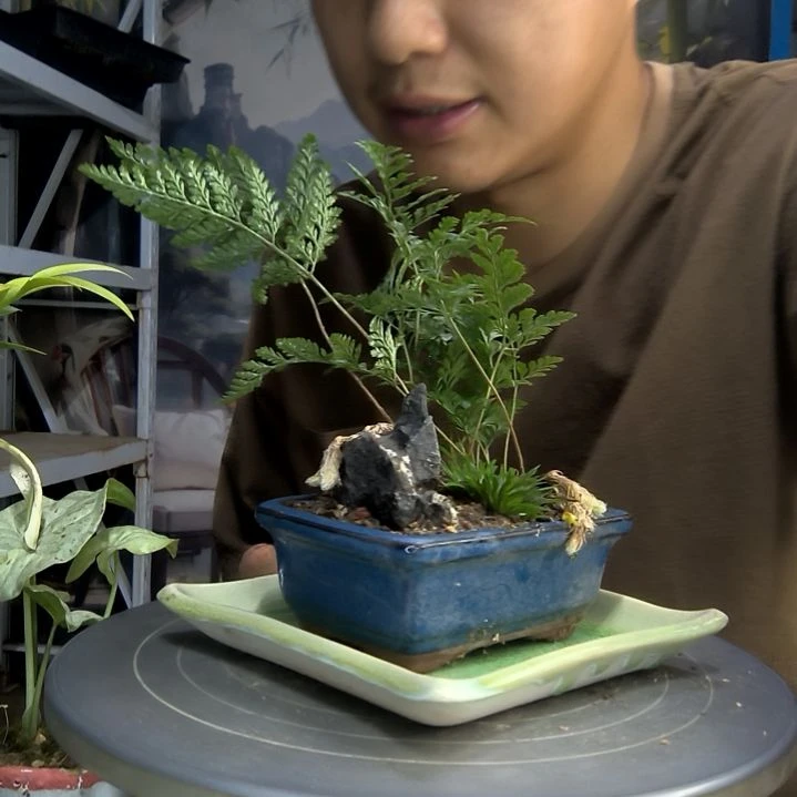 A***e中青园艺一物一拍59