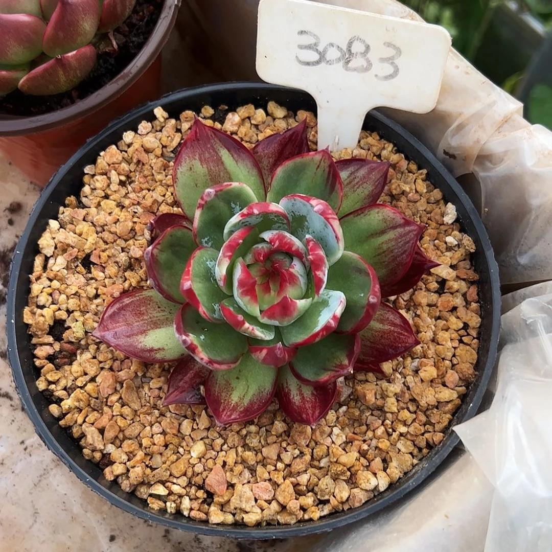 *****惊鸿仙子一物一拍3083号