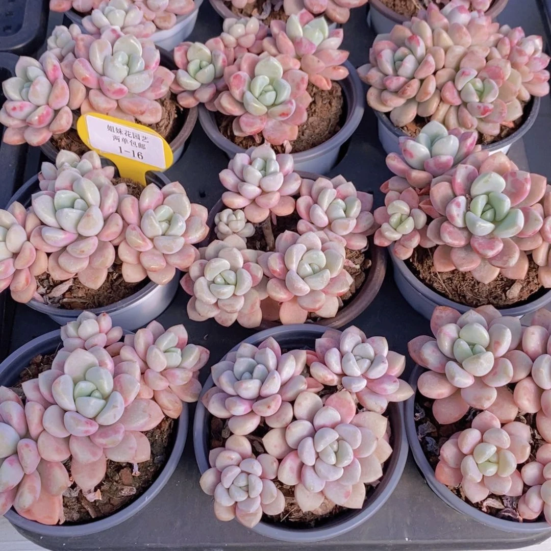 1-16-M老桩花斑鹭群一个