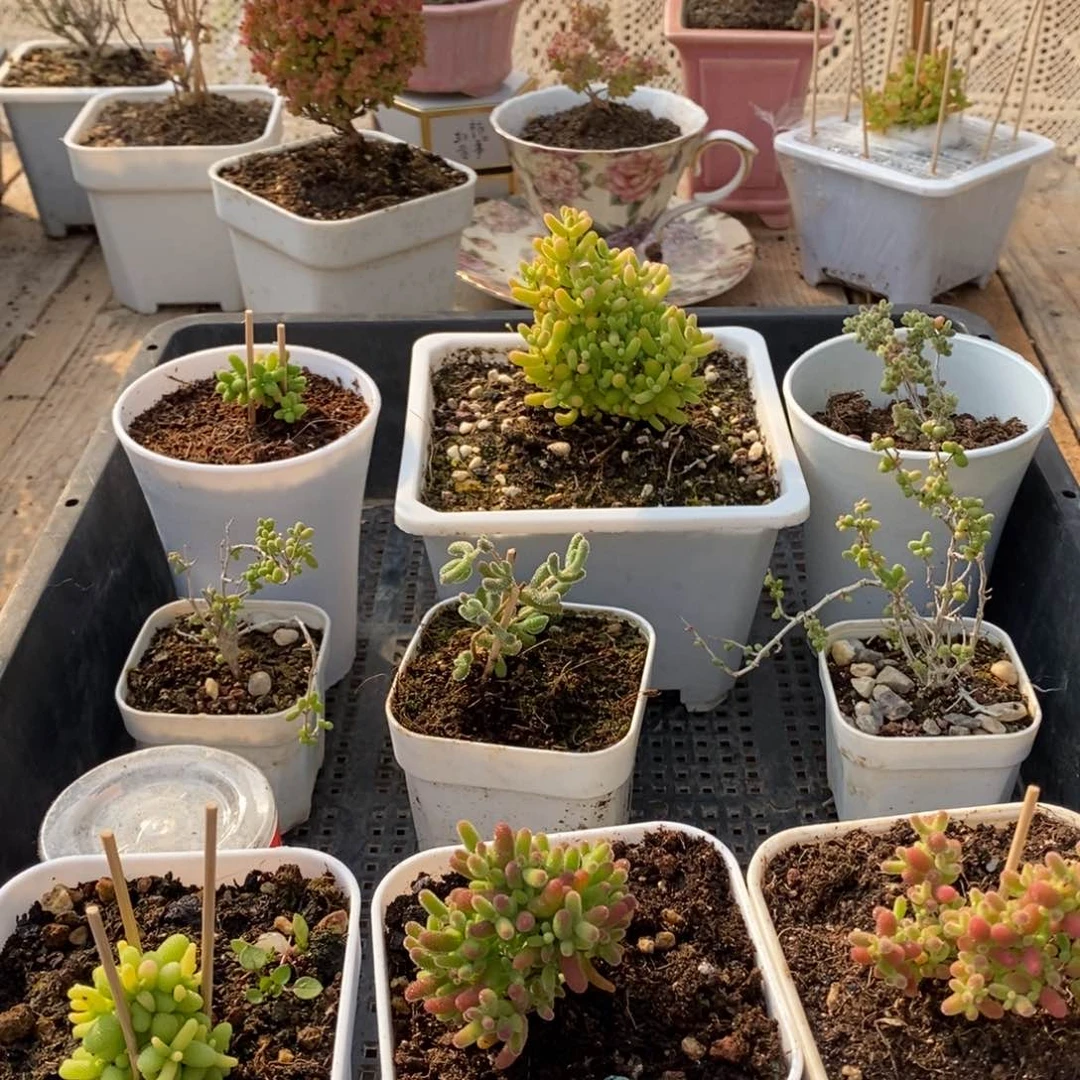 枝干番杏多肉植物453