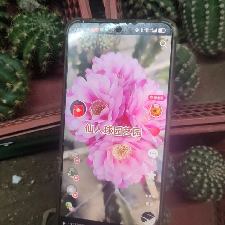 杨***院仙人球丽花心相印嫁接球